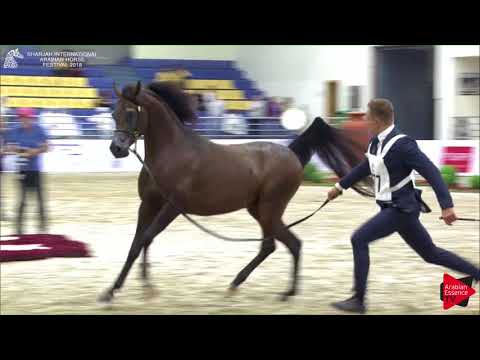 177 GABEL ATHBAH  Sharjah International 2018