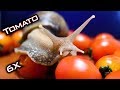 ASMR Snail Eating TOMATO 3 Animal ASMR