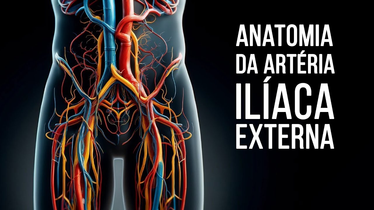 #Anatomia da artéria ilíaca externa