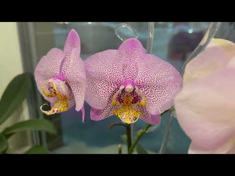 Цветение моих орхидей в январе 2022❤️. Часть 2