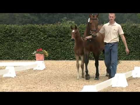 Hf For Romance x Dormello