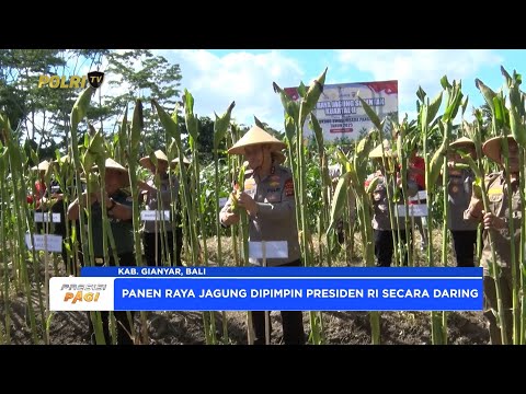 DUKUNG SWASEMBADA PANGAN, KAPOLDA BALI PANEN RAYA JAGUNG SERENTAK KUARTAL II