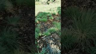 Download lagu Short video alam indah mp3 Download lagu Short video alam indah mp3