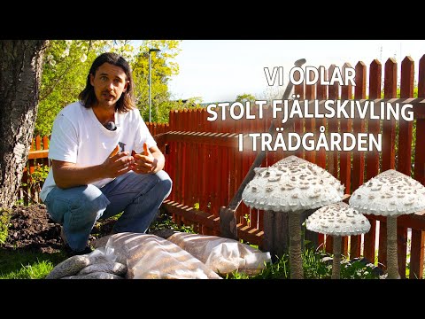 Odla en av sveriges matigaste svampar hemma - STOLT FJÄLLSKIVLING