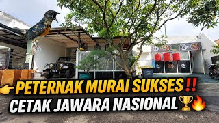 Download lagu SUCCESS STORY OF A MURAI BATU BREEDER‼️ PROVEN TO WIN A NATIONAL EVENT 🏆 KAW BIRD FARM DEPOK mp3