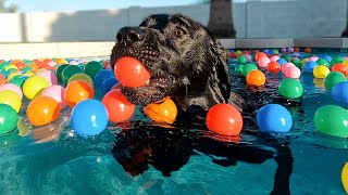 DOG DAD SURPRISES HIS PUPPY WITH 1,000 COLORFUL BALLS!!