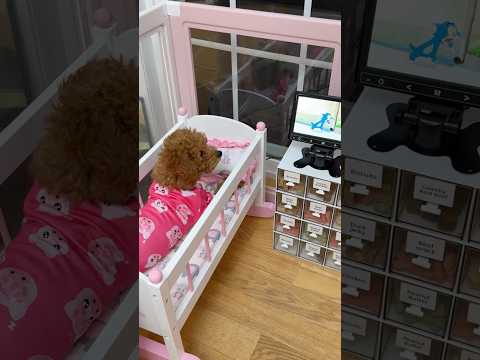 puppy’s apartment setup #puppy #puppylife #dog #asmr #shorts #funnydogs