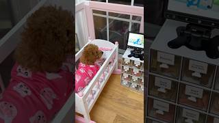 Download lagu puppy’s apartment setup #puppy #puppylife #dog #asmr #shorts #funnydogs mp3 Download lagu puppy’s apartment setup #puppy #puppylife #dog #asmr #shorts #funnydogs mp3