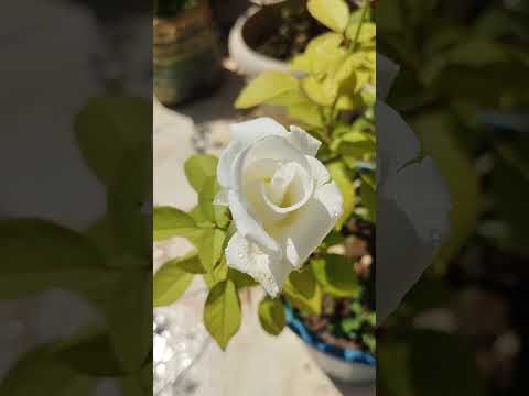 queen mary rose from Pushpanjali pranbir