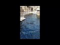Sea Lions Fight