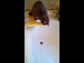 Cat Tries To Bite Water Funny
