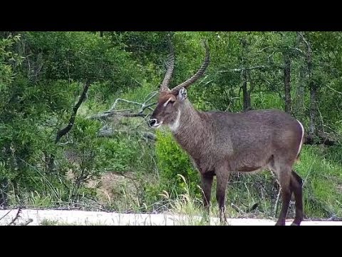Djuma: Waterbuck bull - 15:40 - 01/14/2020