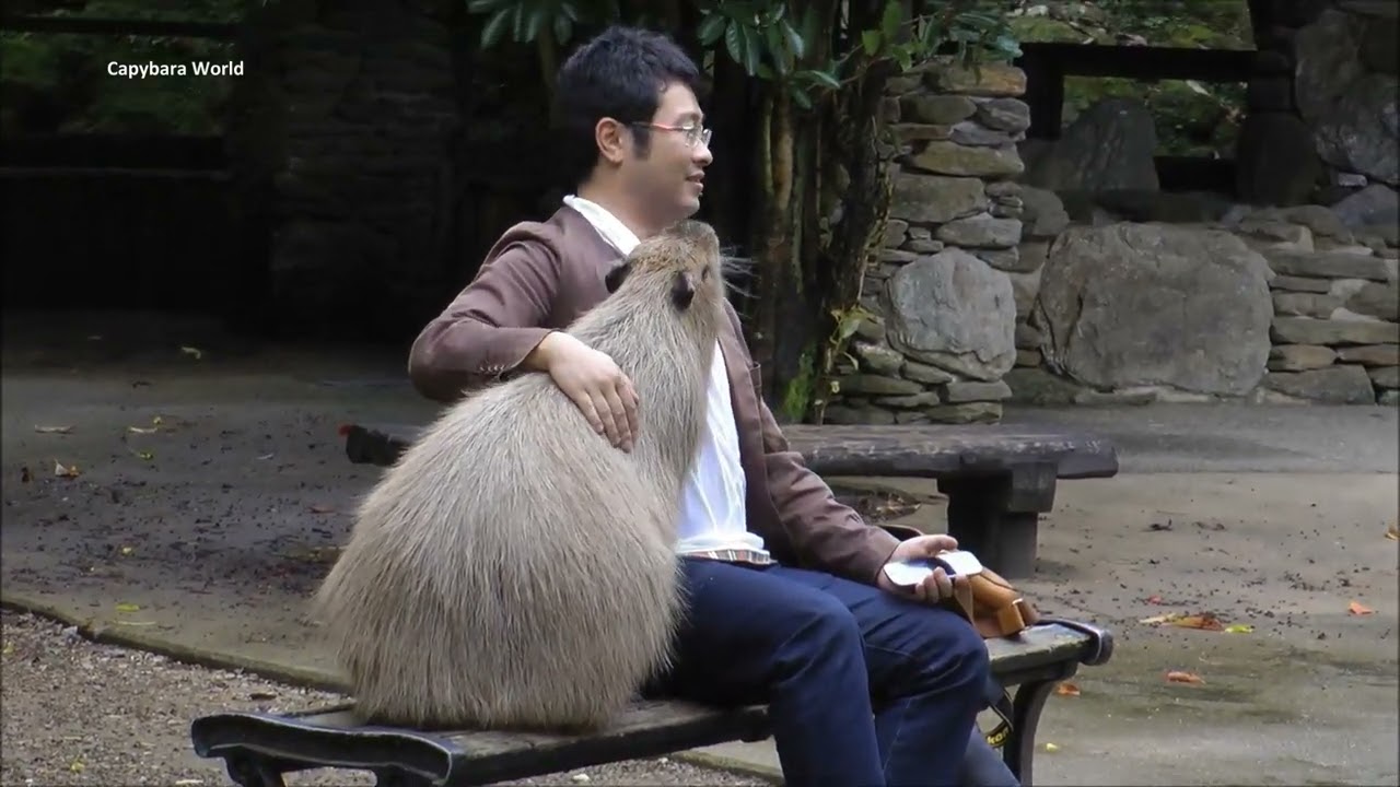 Watch This Man's Reaction When Maple Snuggles up to Him!!!