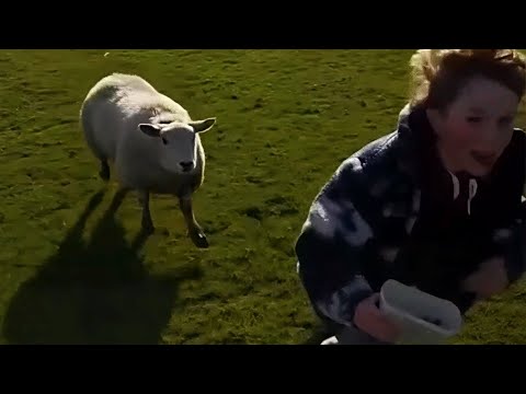 British Memes 130 | Funny Brits | Laugh Out Loud