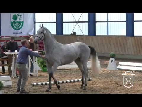 SL12 Holsteiner Stute von Cormint - Carlos DZ - Cicero