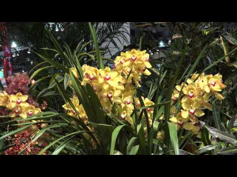 Philadelphia Flower Show 2016, 4K video - Hawai’i Volcanoes National Park