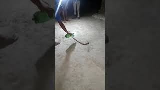 Snake vs kerosene oil