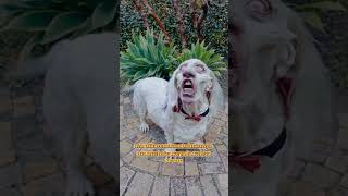Download lagu Manusia yang dikutuk menjadi se ekor anjing #shorts #scary #tranding #fyp mp3 Download lagu Manusia yang dikutuk menjadi se ekor anjing #shorts #scary #tranding #fyp mp3