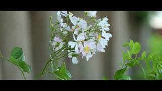 農事センター５月の花