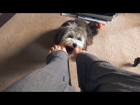 VEDA when puppies attack