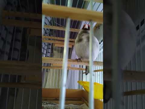 Щегол : Shegol Седоголовлго : Mallabosh одном дыхании