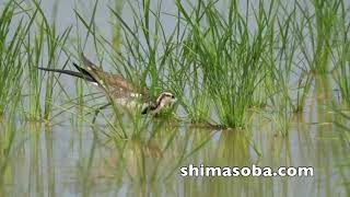 レンカク滞在1週間(動画あり)