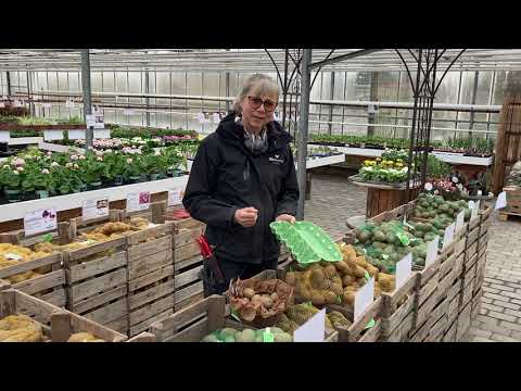 FÖRGRO POTATIS - tips och råd