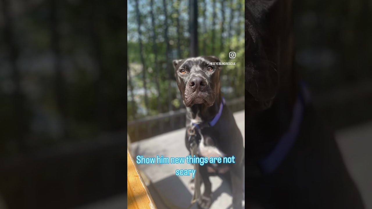 Enlarge Jet, a Adoptable mixed breed in Roseville, CA video 4/6