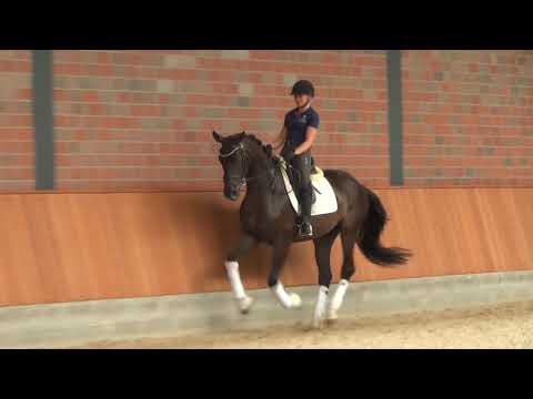 Hof Brüning - Charlotte v. Compliment - Dimaggio, Stute geb. 2016