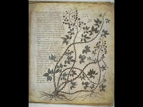 The Vienna Dioscurides: Ancient Plant Medicine, Byzantine Artistry