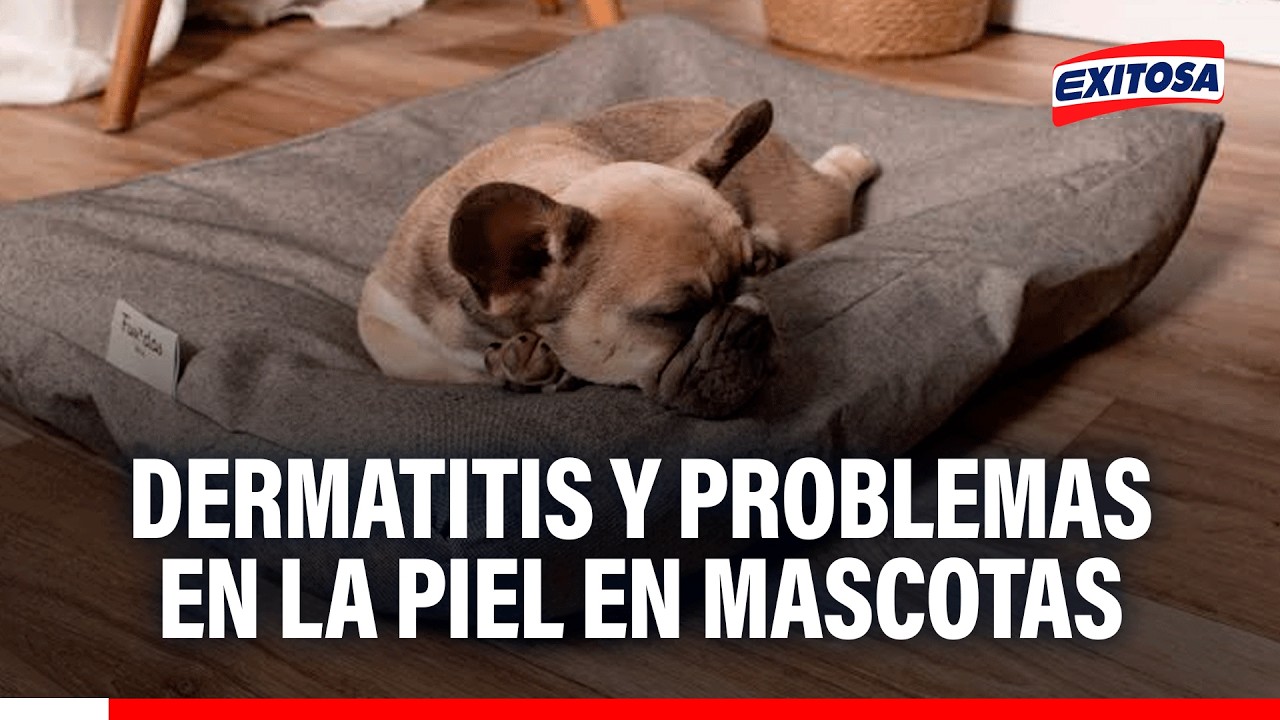 🔴🔵 Dermatitis y problemas en la piel en mascotas