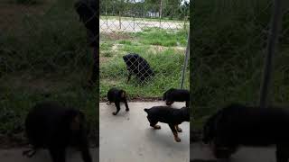 Video preview image #1 Rottweiler Puppy For Sale in RIEGELWOOD, NC, USA
