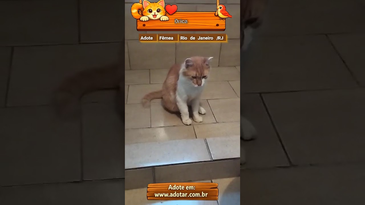 Gato raça SRD-ViraLata idade 7 a 11 meses nome Drica