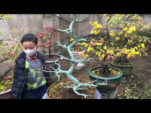 Caring for Northern yellow apricot trees (part 2)