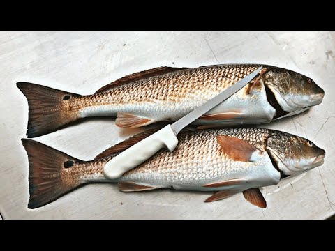 Best Way to Fillet a REDFISH