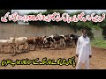Heifers Farming in Pakpattan | Wachi Farming Tips 2020 | Master of Cows Farming