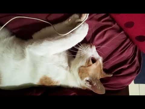 Funny Cats and Cute Kitten Playing Compilation | Fight | Bushra Mukhtar Vlogs & Videos | Spread Love