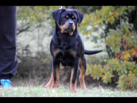 Havana Of Sanny Hill 5.5 months