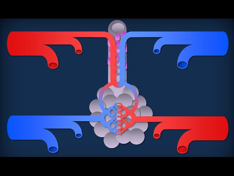 Polmoni - Organizzazione e struttura