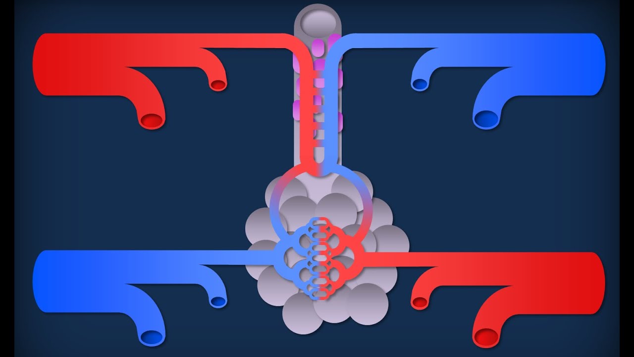 Polmoni - Organizzazione e struttura