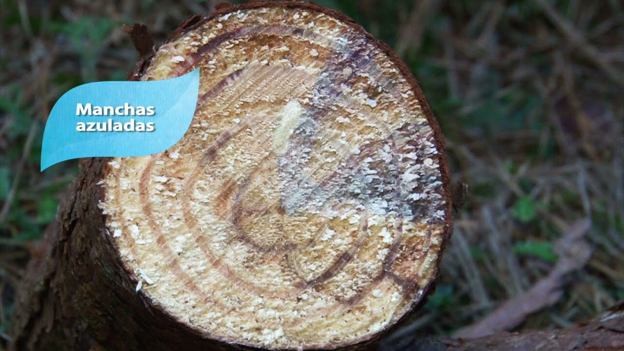 Vespa-da-madeira - Monitoramento, detecção e controle - vídeo completo - 2020