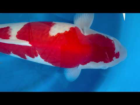 23rd JKS Online Auction: JKS-AC23-18 - Kohaku 65cm Female