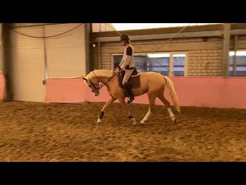 Quintus Gold 3yo gelding by Qaside x Vivaldi