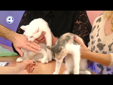 Луша и Лунтик ищут дом | Фонд «ЗООзащита»