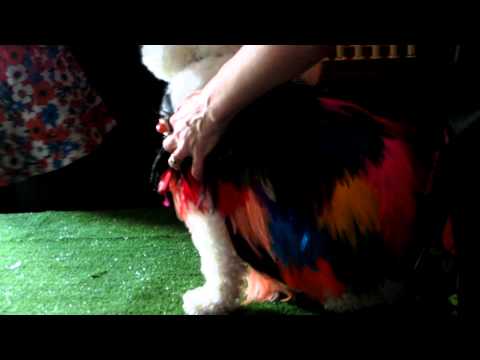 Booboobeebee as "Bird Of Paradise" at the Dog Fancy Dress