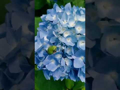 冬にはアジサイの下に何を置きますか？保護用の「ベッド」を作成するにはどうすればよいですか?  庭園