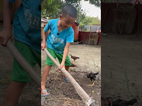 Harun kubur anak bebek dan anak ayam
