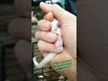 Cozily Sleeping On The Palm Of The Owner S Hand The Color Is Also Rare One It S Called Booboo