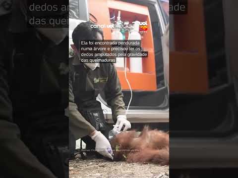 Orangotango tem dedos amputados após cruzar floresta em chamas na Indonésia