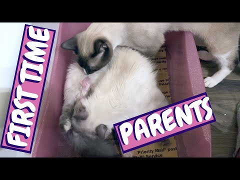 Siamese | Male Cat Helping Female Cat Give Birth | Cat Contractions